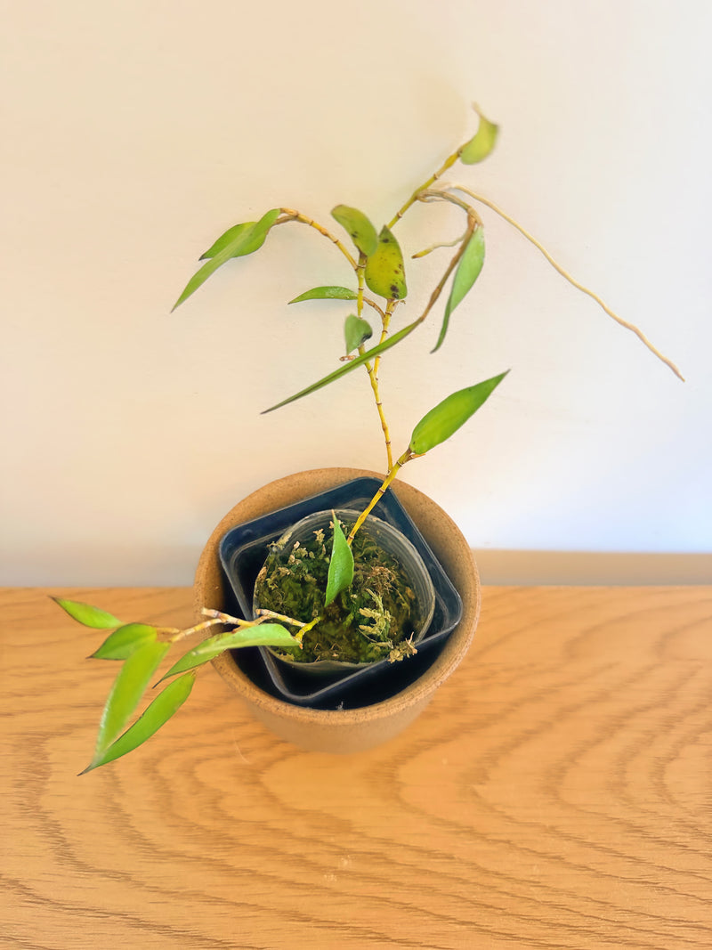 Dendrobium Pugioniforme