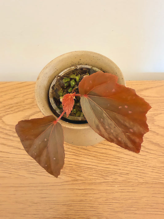Begonia Black Bat