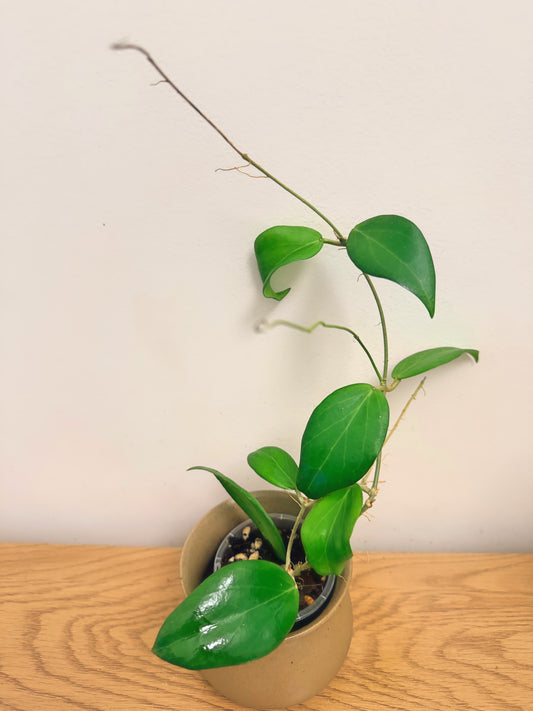 Hoya Custis-Porcelana