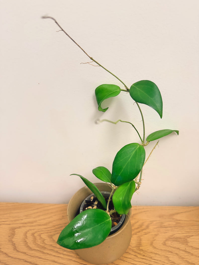 Hoya Custis-Porcelana