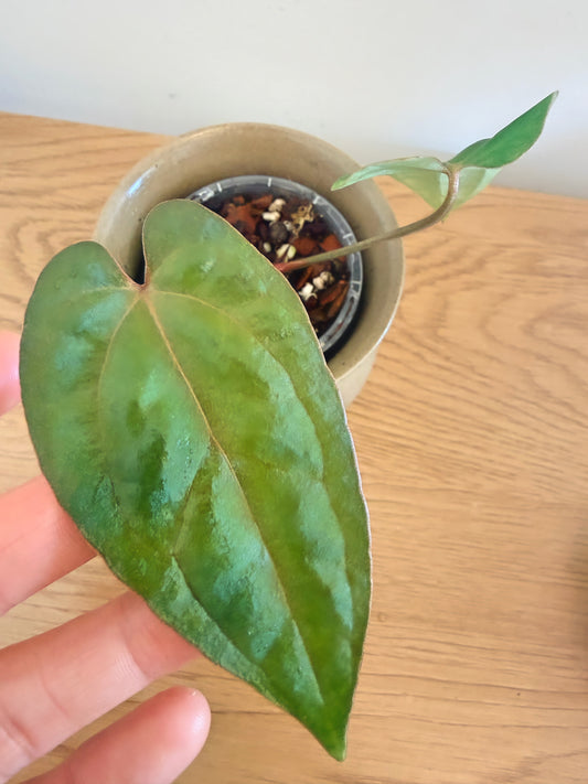 Anthurium AOS (F2) (B)