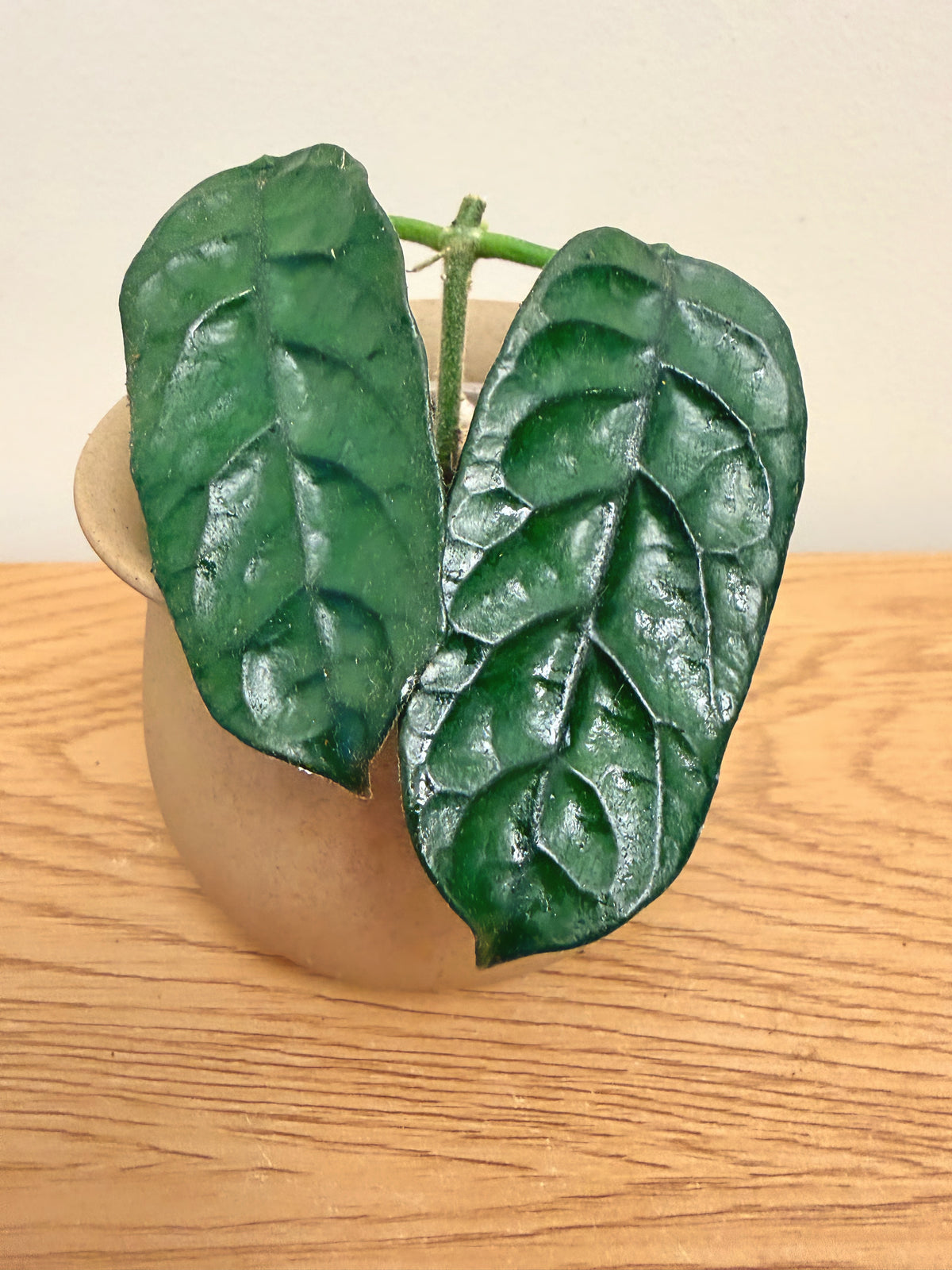 Hoya Globulosa Cao Bang