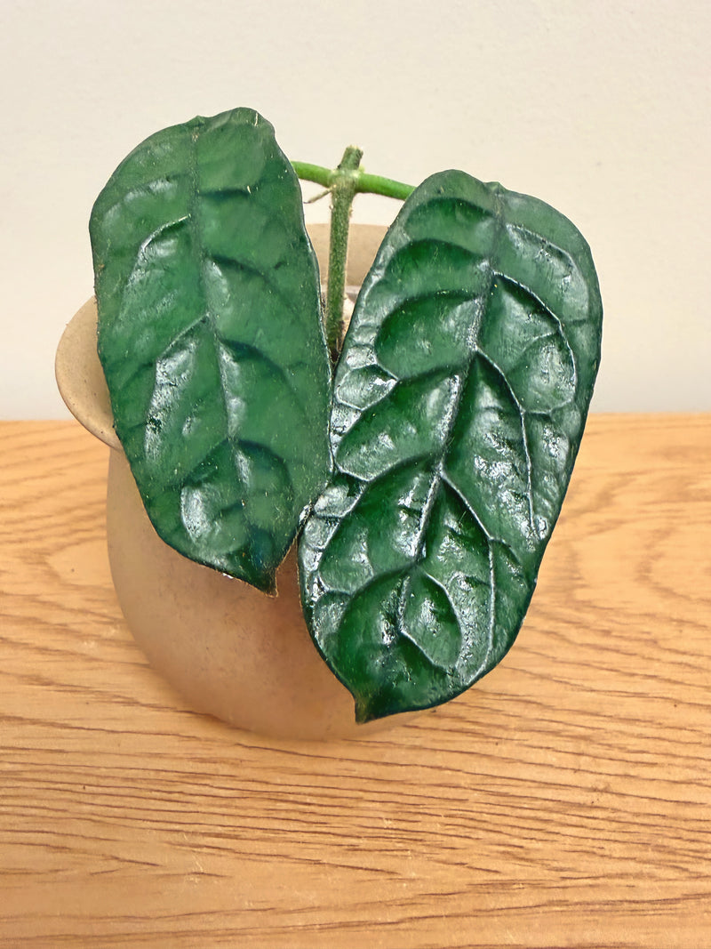 Hoya Globulosa Cao Bang
