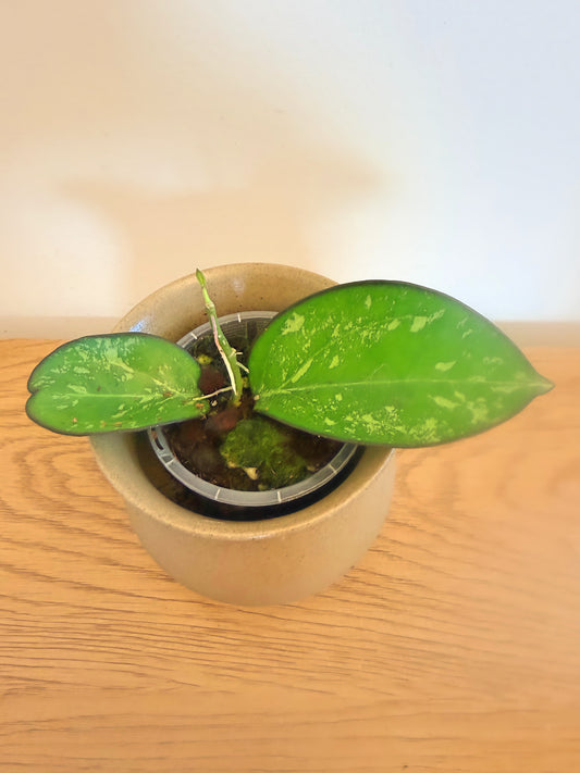 Hoya Incencis Splash (A)