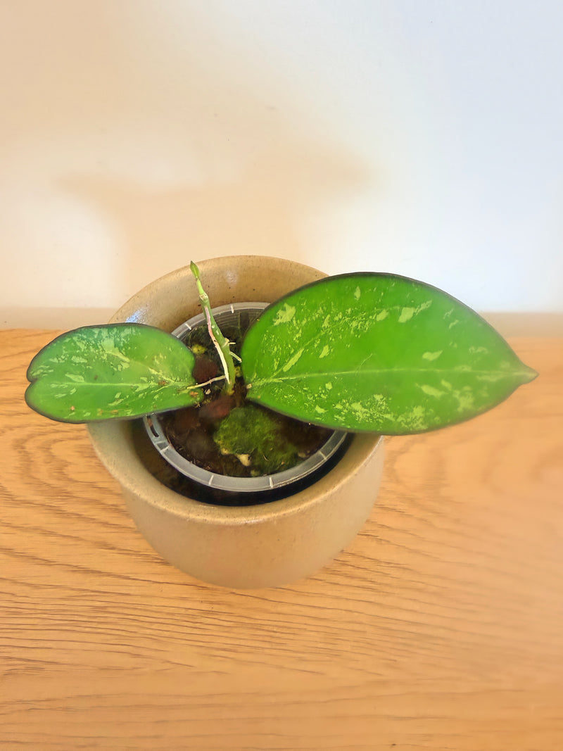 Hoya Incencis Splash (A)