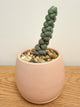 Crassula Arta