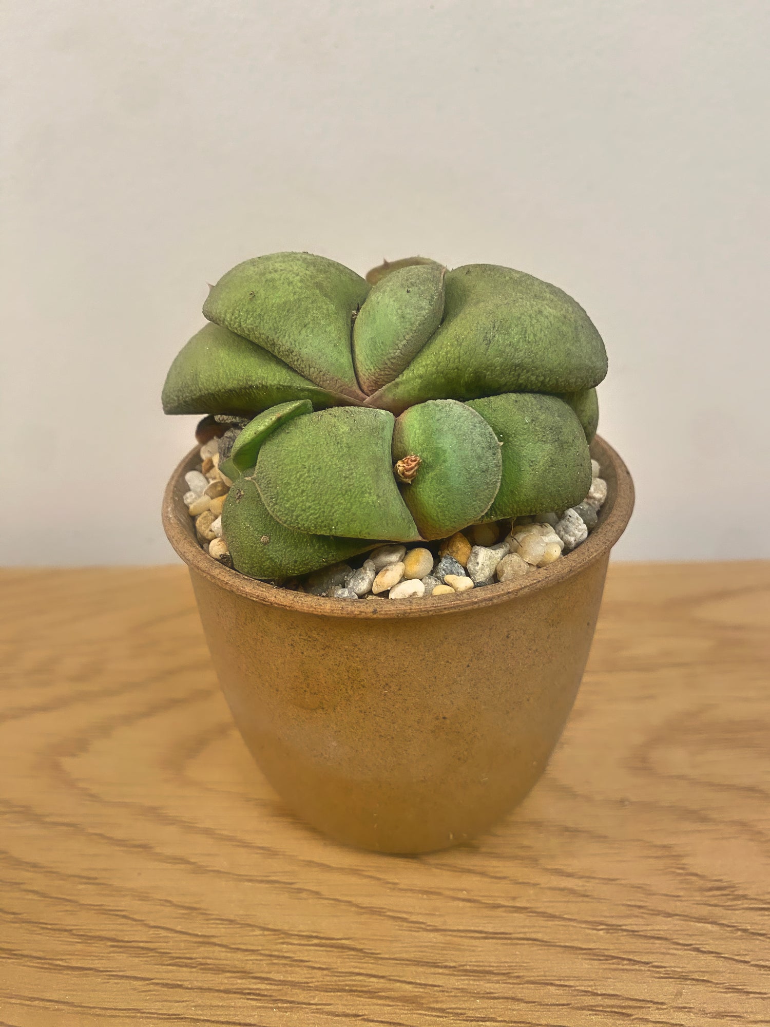 Gasteria Glomerata