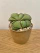 Gasteria Glomerata