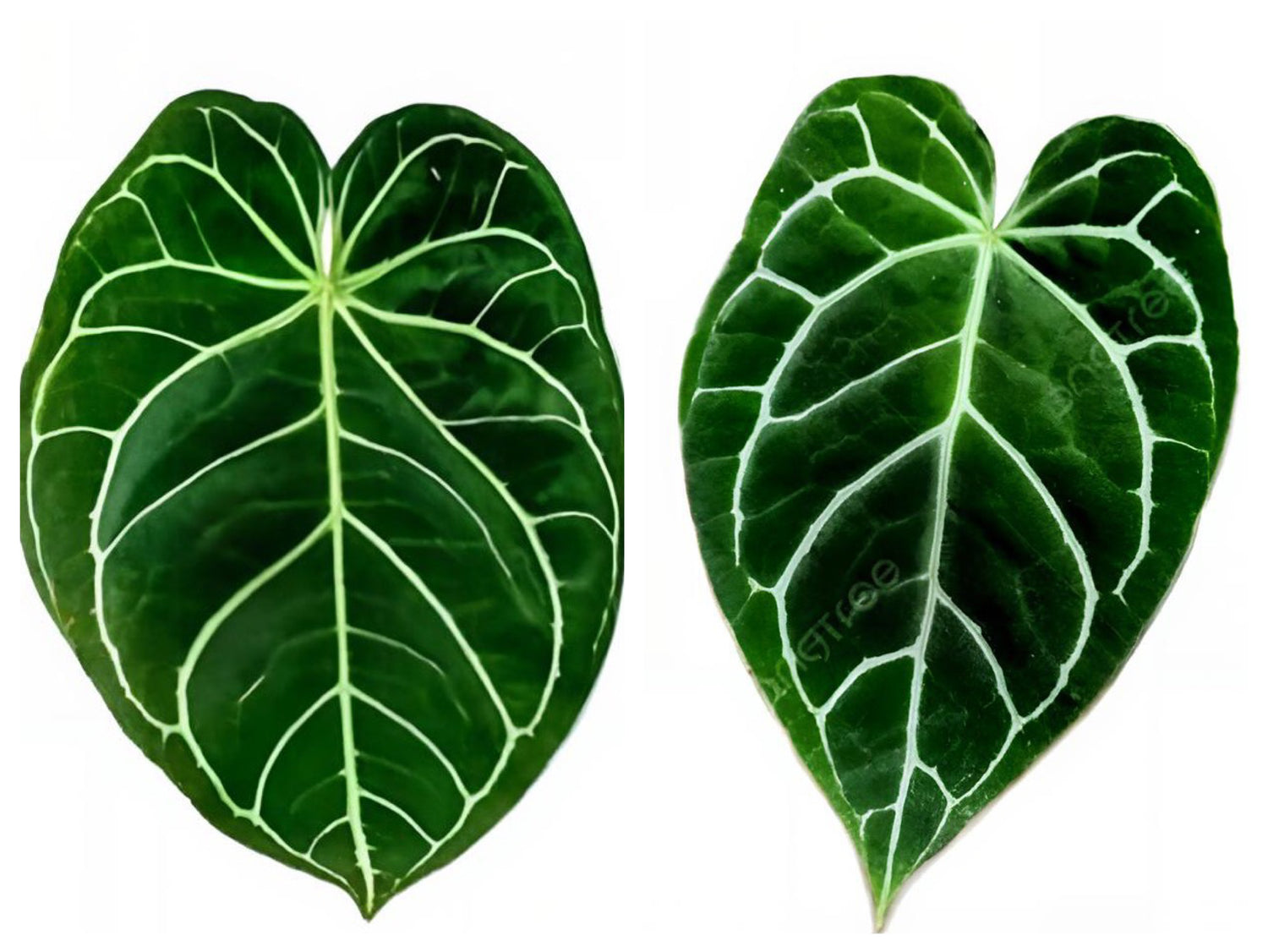 Anthurium Magnificum x Crystallinum