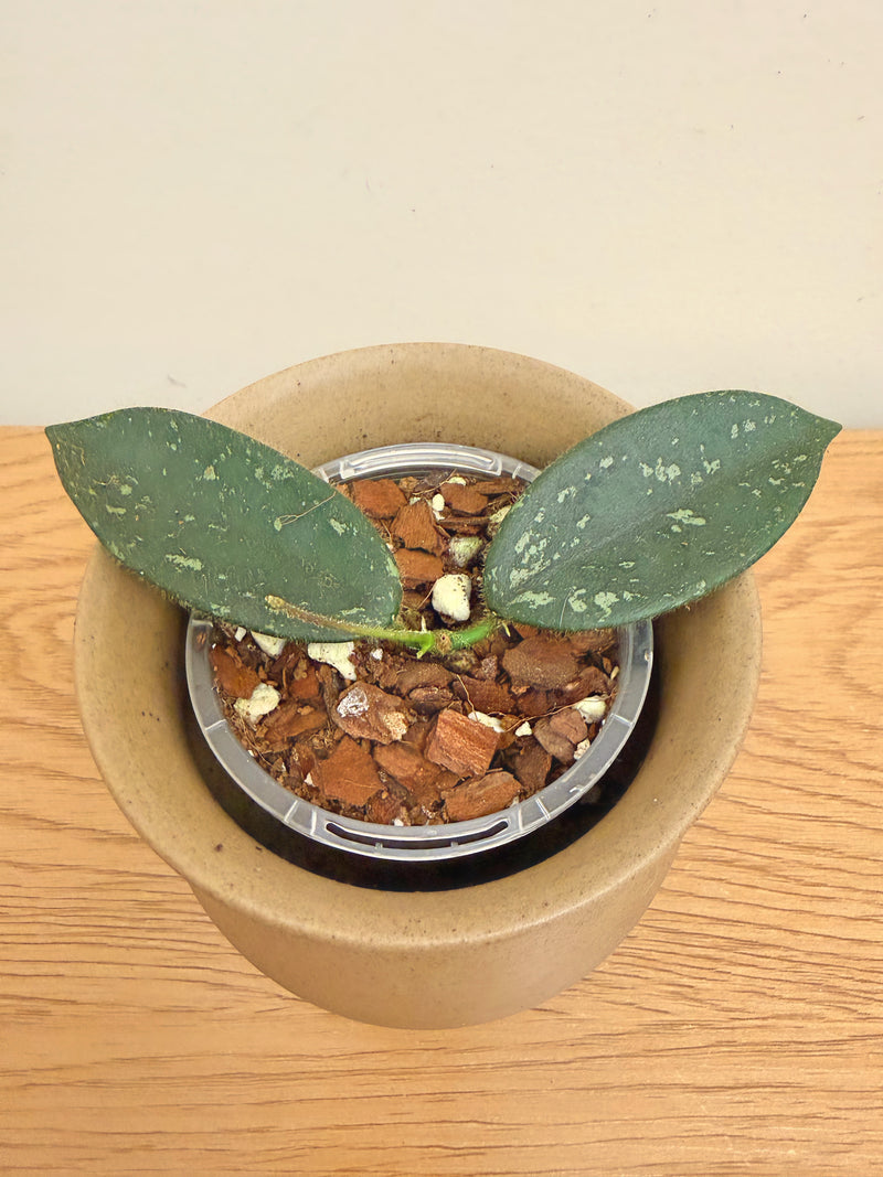 Hoya Thomsonii