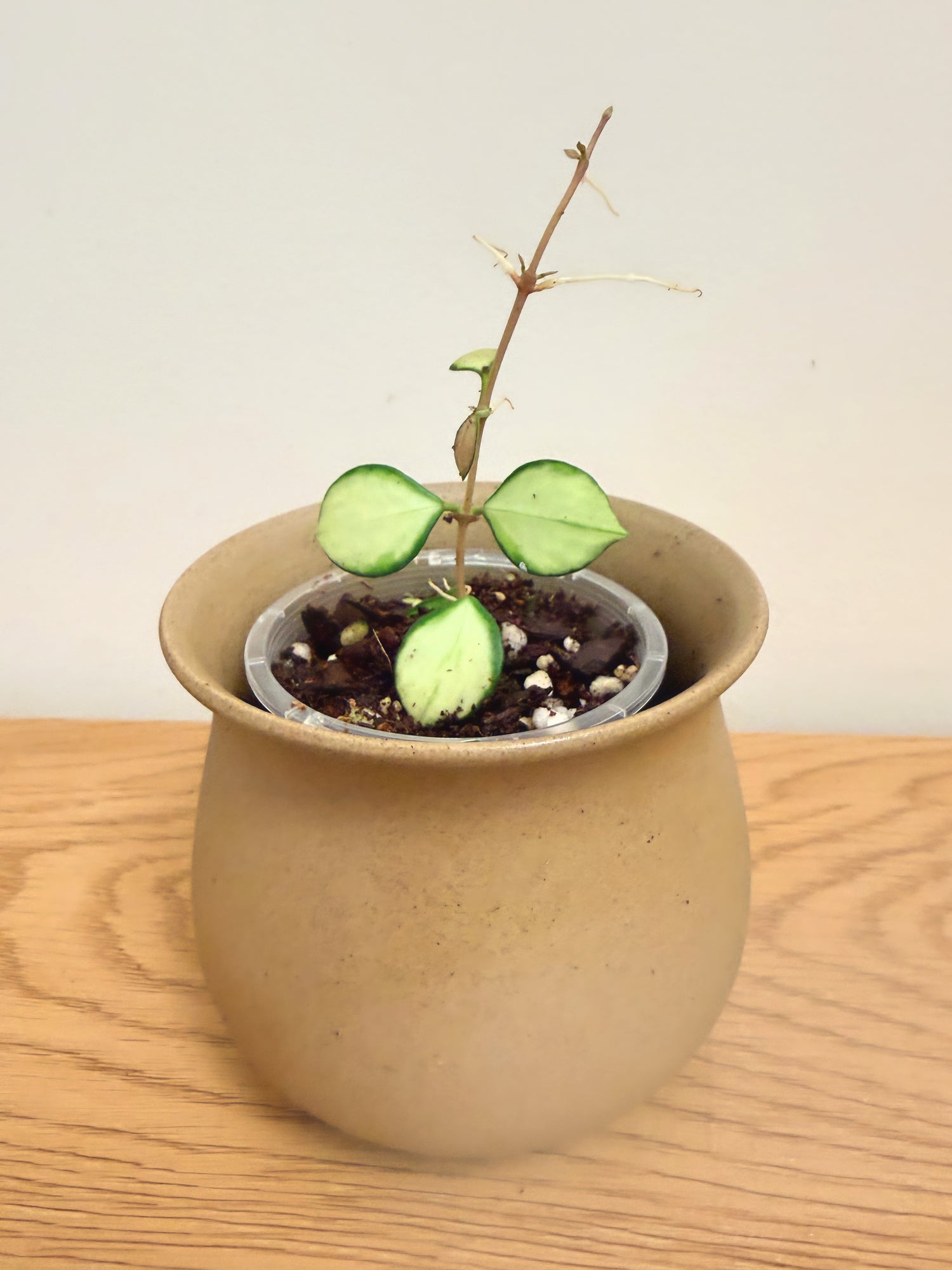 Hoya Heuschkeliana Variegated