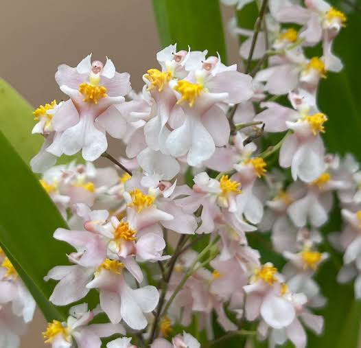 Oncidium Tsiku Marguerite ‘CT-Romantic Fantasy’