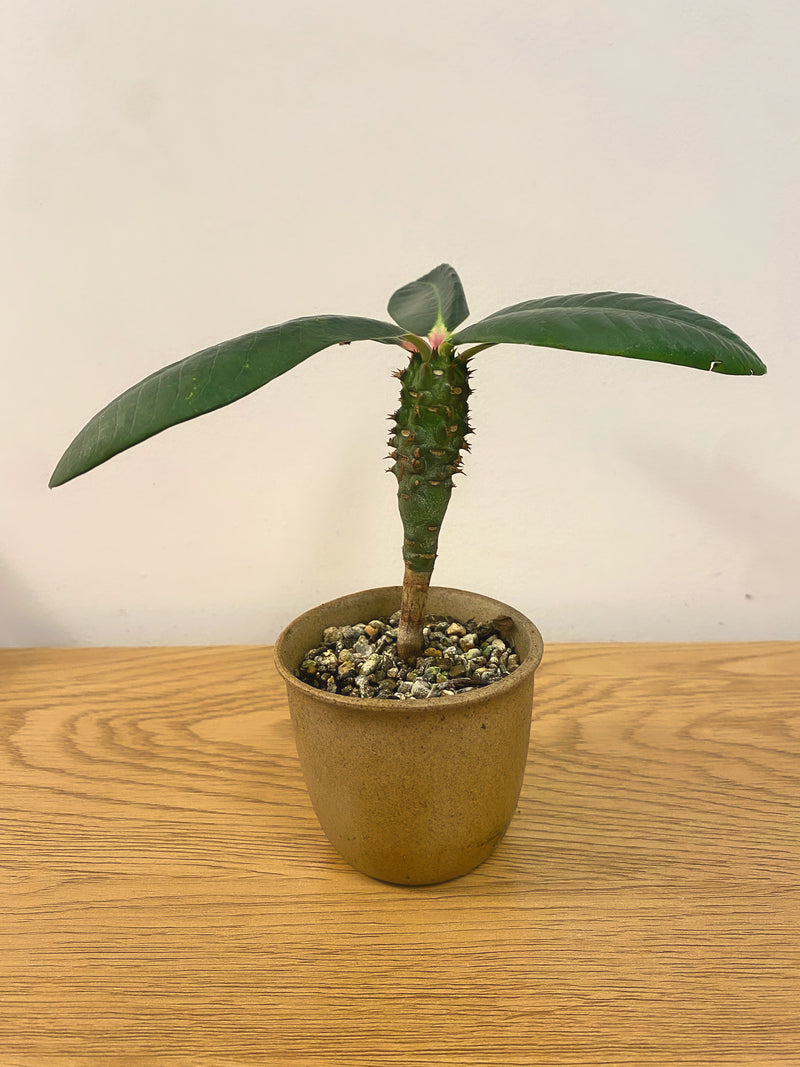 Euphorbia Viguieri Ankarafantsiensis