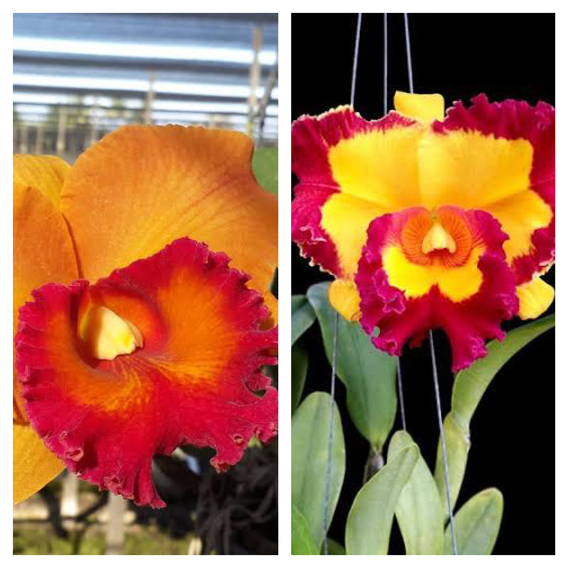 Blc. Yen 24 Karat x Rlc. Village Chief Flower