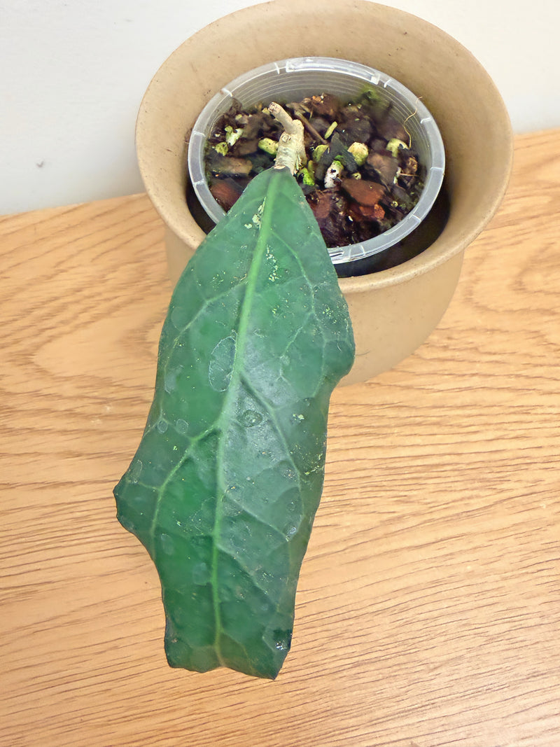 Hoya Clemensiorum