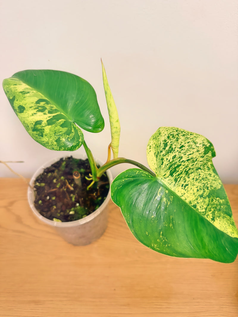 Philodendron Ilsemanii (C)