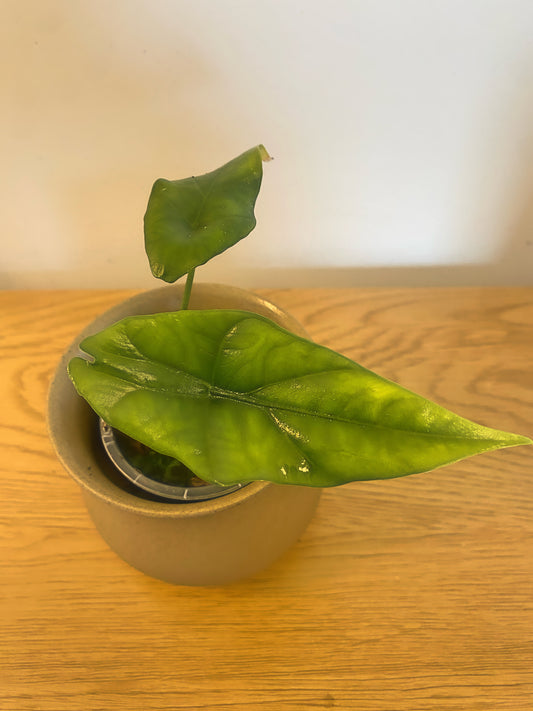 Alocasia Simpo