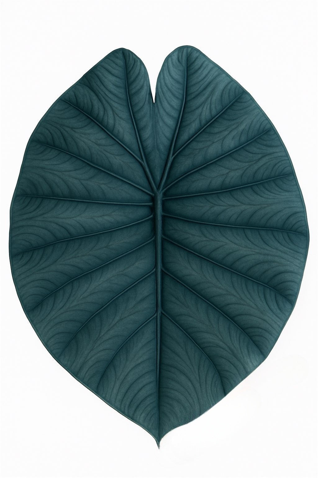 Alocasia Chaii