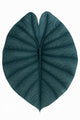Alocasia Chaii