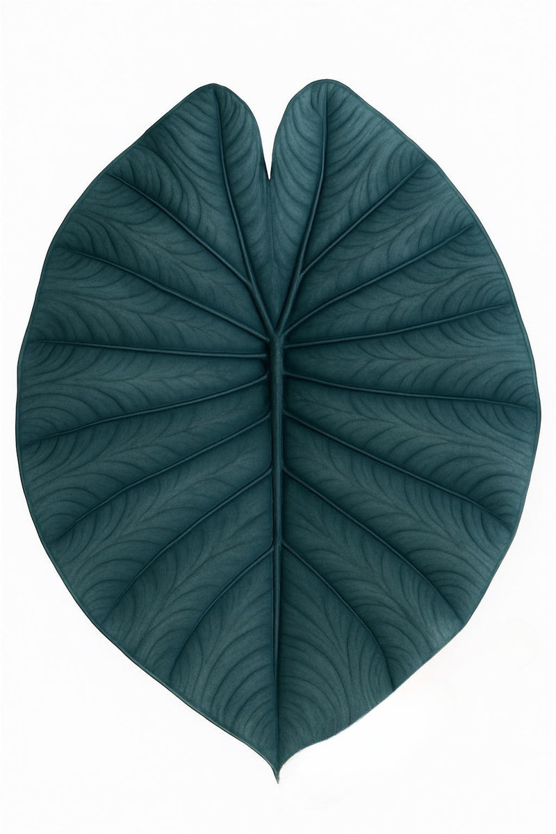 Alocasia Chaii