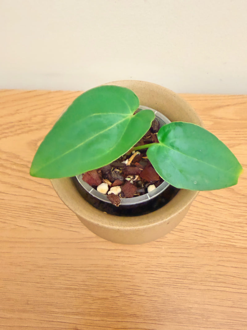 Anthurium Black Velvet x Dressleri