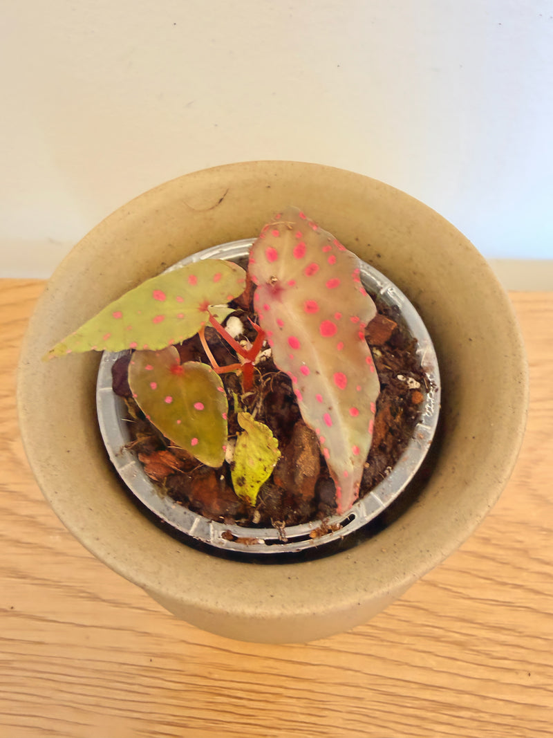 Begonia Sanma Pink Point (Amphioxus x Malachosticta)