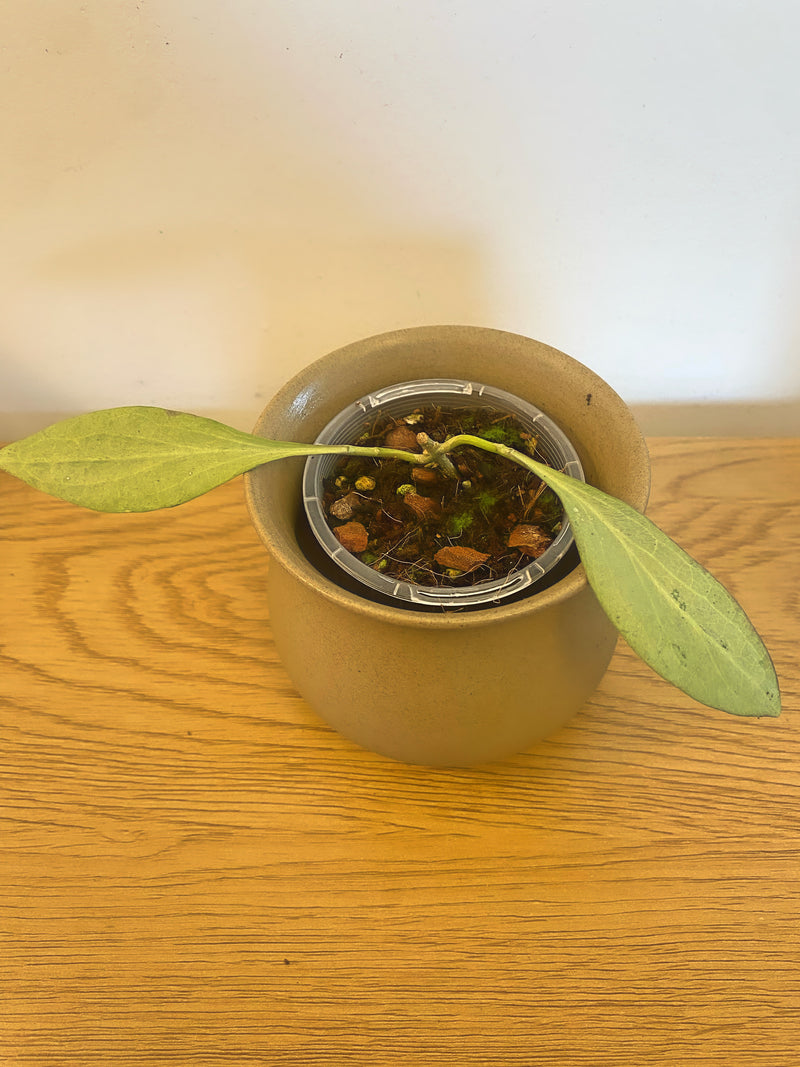 Hoya New Guinea Ghost