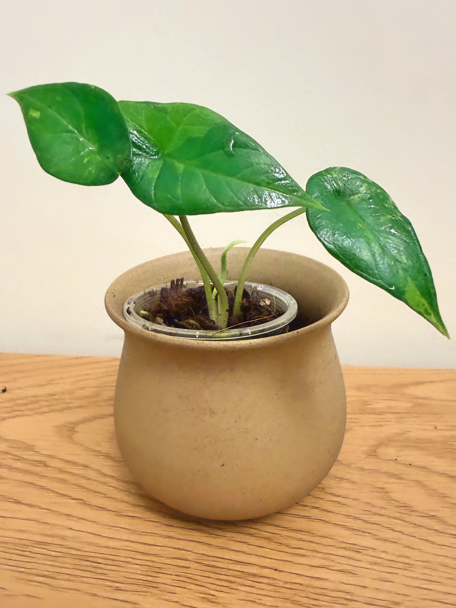 Alocasia Scalprum Aurea (B)