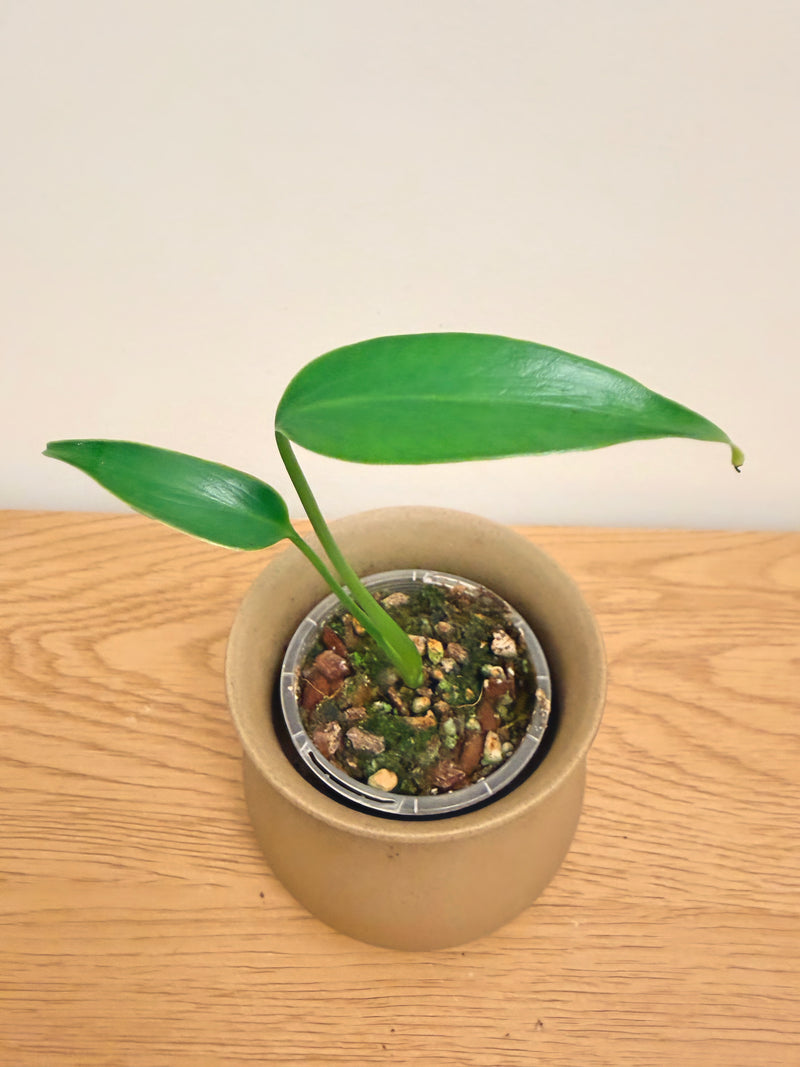 Monstera Burle Marx Flame
