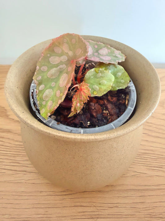 Begonia Colin No1 (Chlorosticta x Amphioxus)