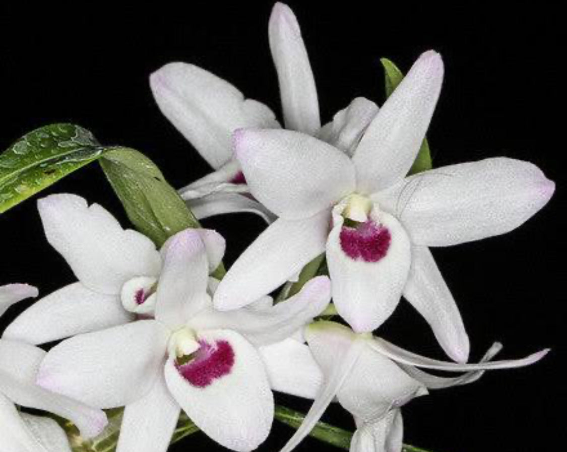 Dendrobium Cassiope