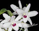 Dendrobium Cassiope