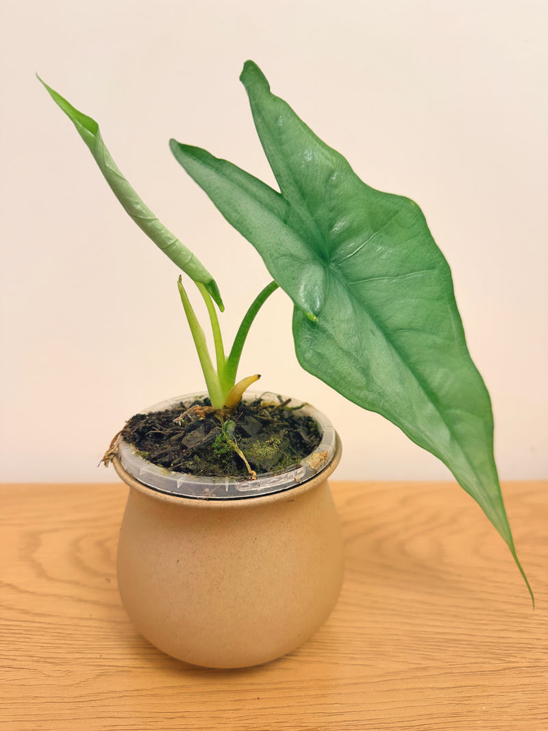 Alocasia Heterophylla Dragon Breath