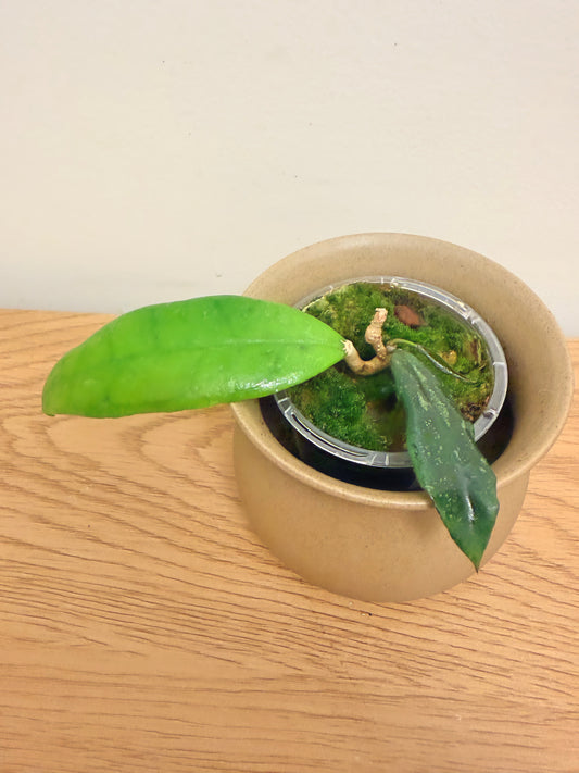 Hoya Finlaysonii Trang