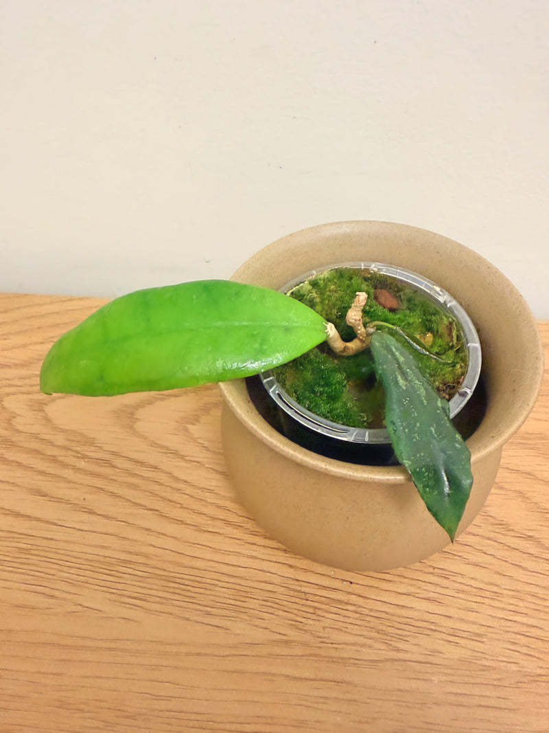 Hoya Finlaysonii Trang