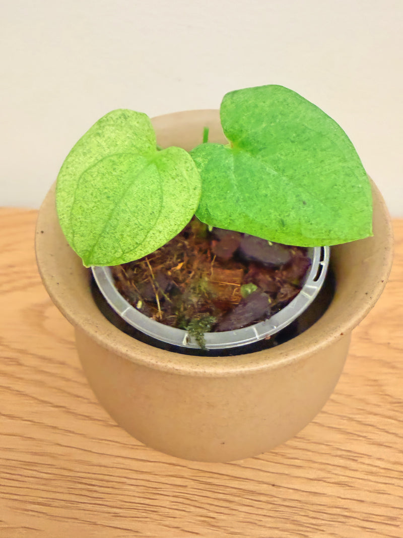 Anthurium Dark Phoenix Mint