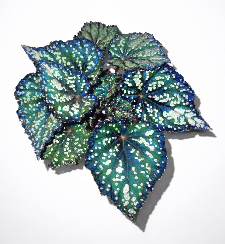 Begonia Fairytale
