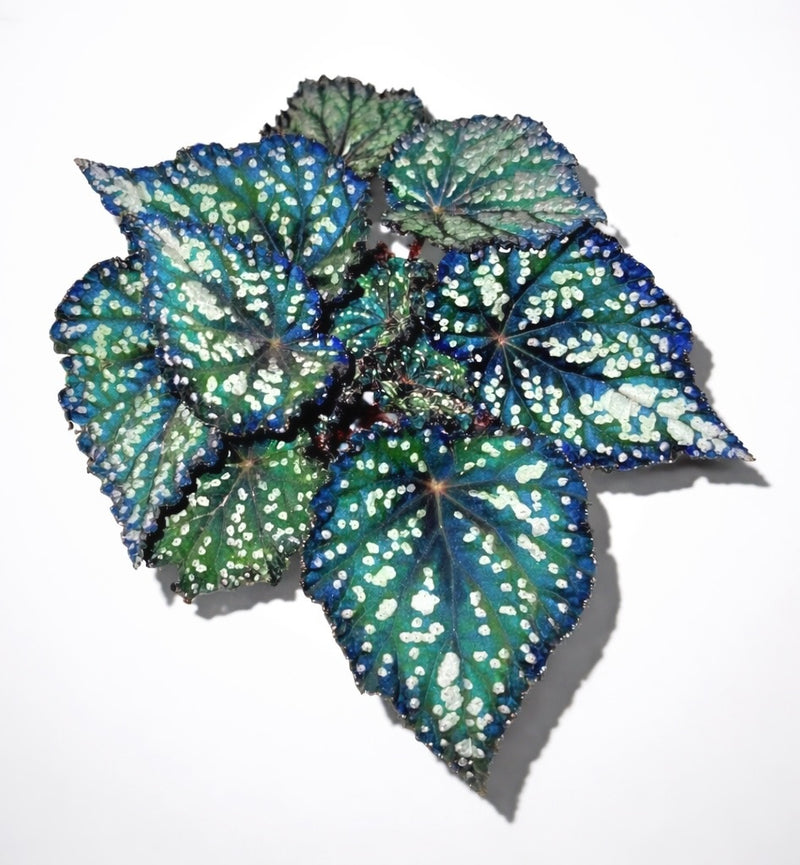 Begonia Fairytale