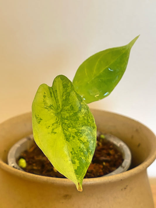 Alocasia Dragon Scale Aurea