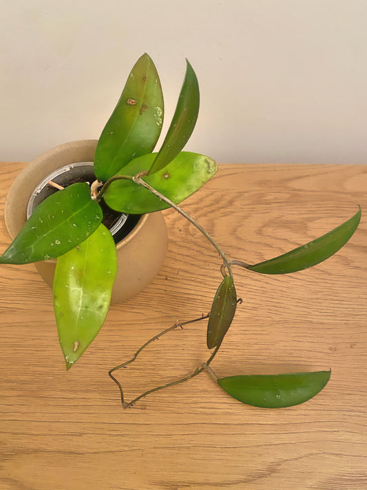 Hoya Parasitica Pink