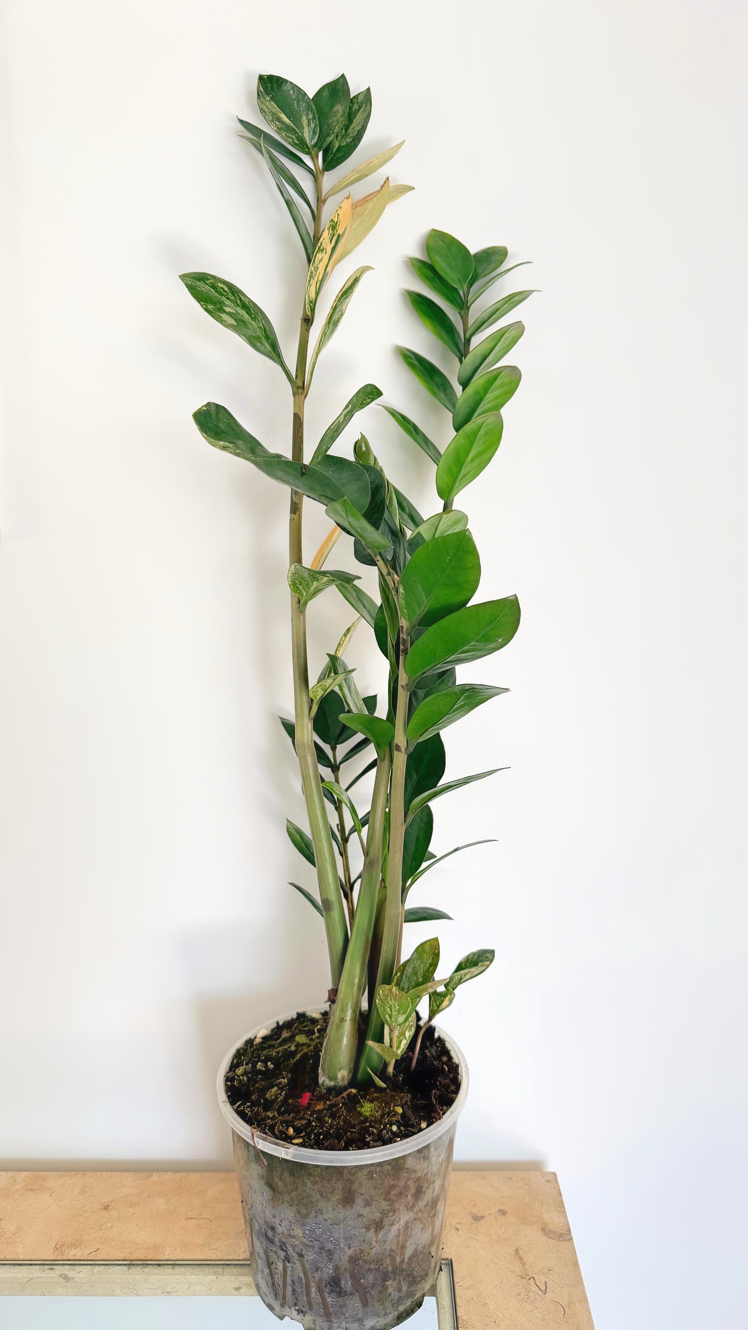 Variegated ZZ Plant (A)