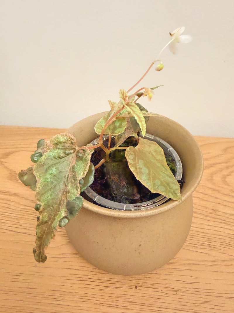 Begonia Variabilis Variegated