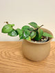 Hoya Hybrids