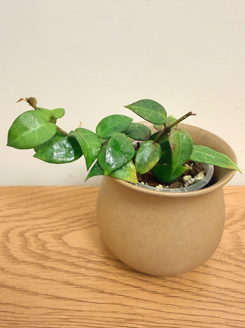 Hoya Hybrids