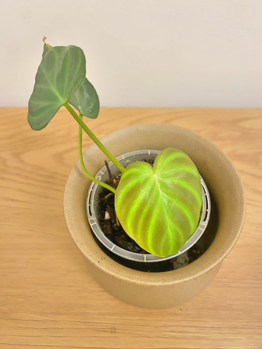 Philodendron Verrucosum