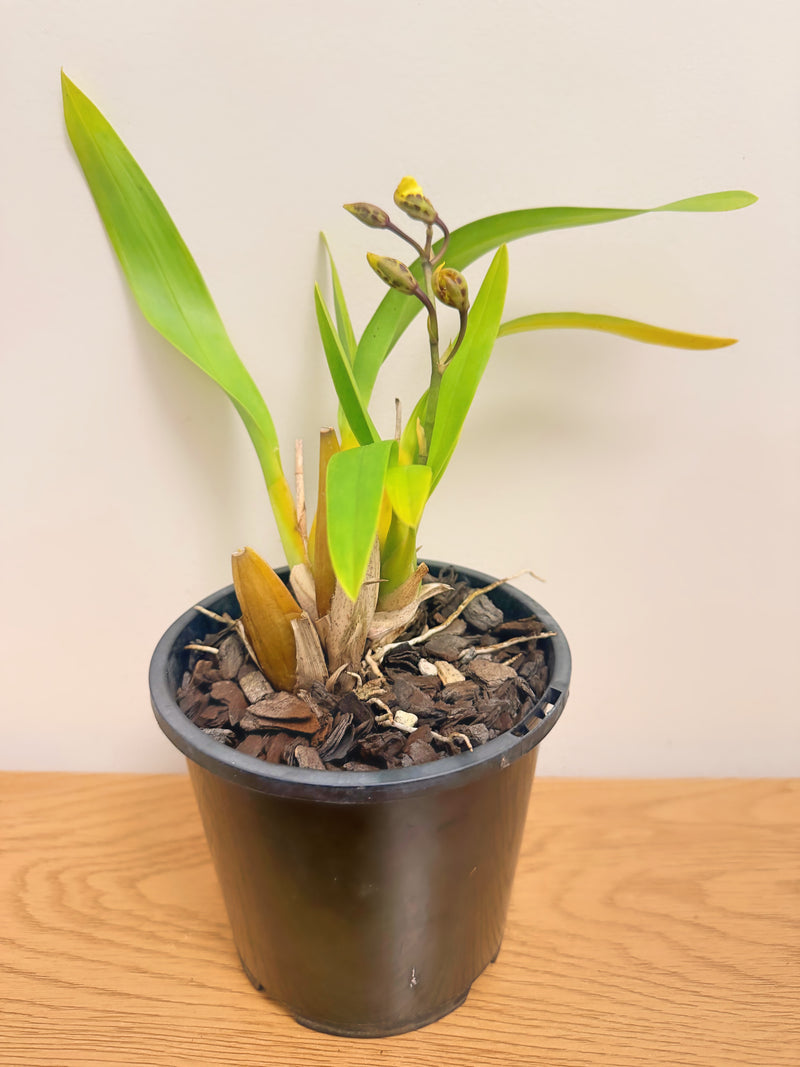 Colmanara (Oncostele) Catatante ‘Pacific Sunset’