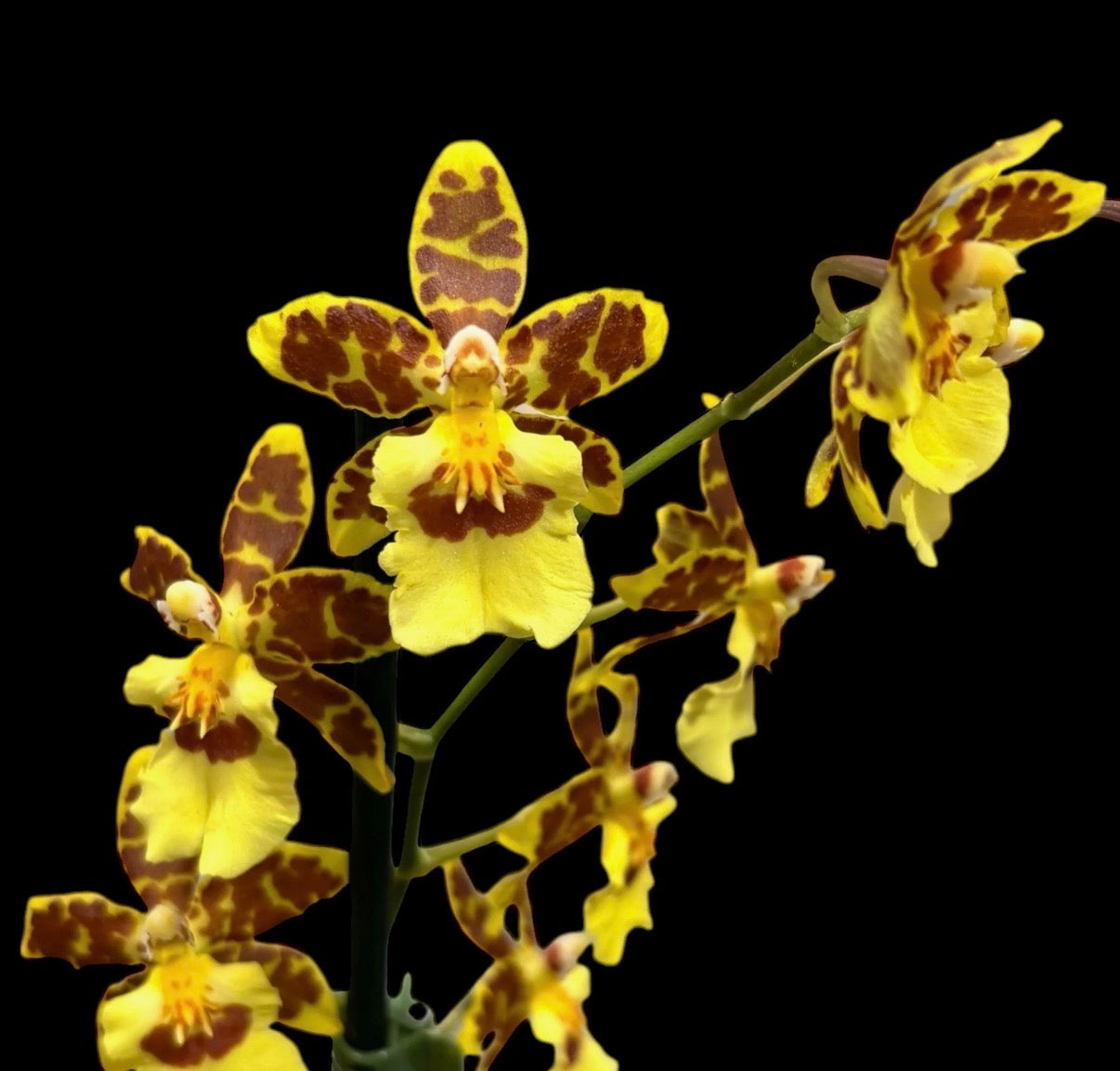 Colmanara (Oncostele) Catatante ‘Pacific Sunset’