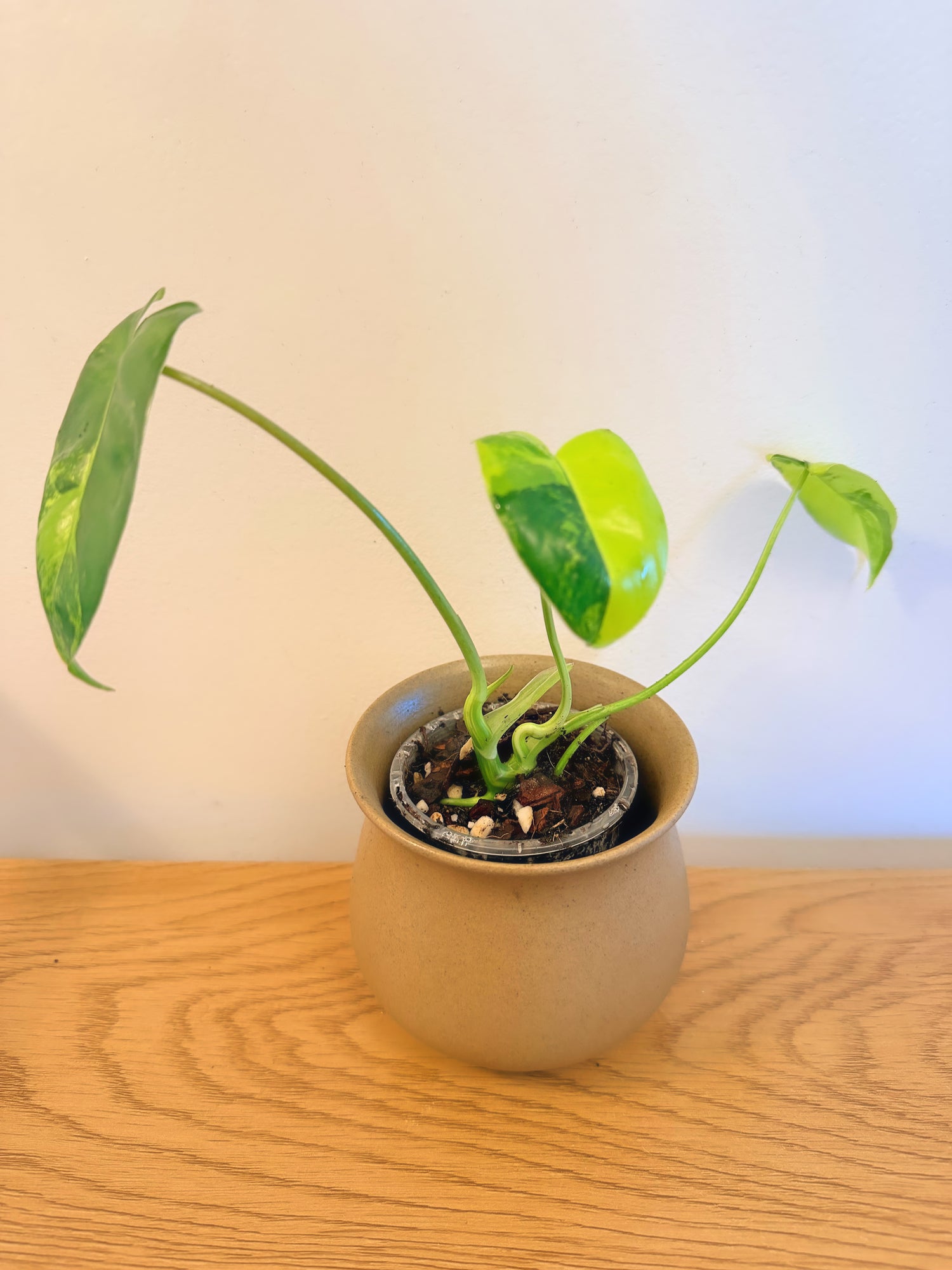 Philodendron Burle Marx Variegated