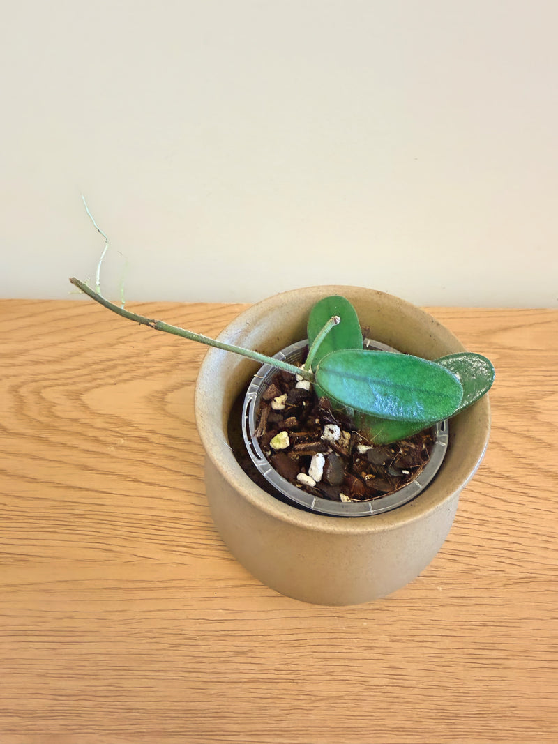 Hoya Lyi