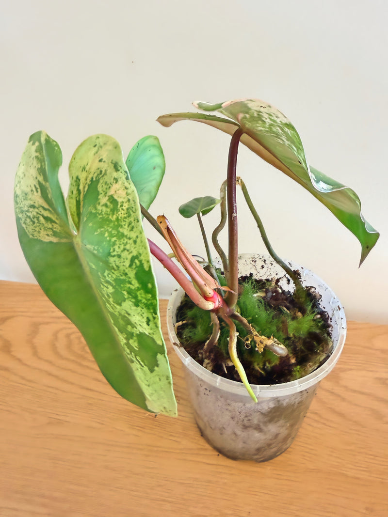 Philodendron Ilsemanii Variegated (B)